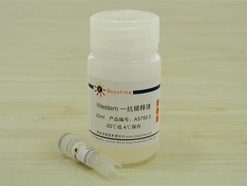 Survivin抗体(兔单抗)